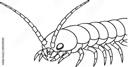 Centipede Outlined Illustration: a simplified illustration of a centipede with its defining features. It's a clear representation, perfect for educational or illustrative purposes.