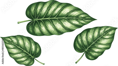 Three large green leaves