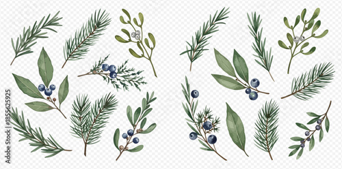 Watercolor illustration of various winter greenery branches including pine, juniper, mistletoe, and rosemary for festive designs.