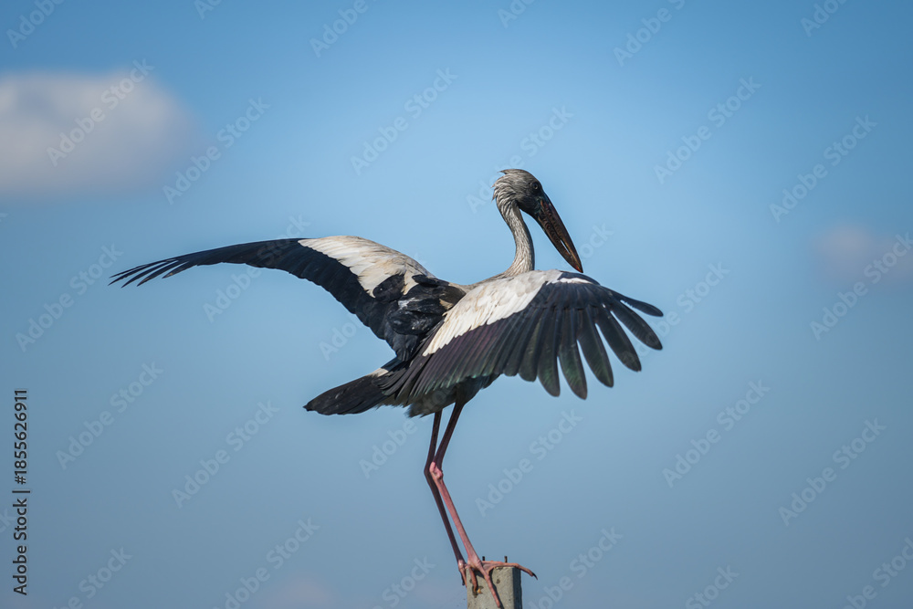 Fototapeta premium An asian openbill or ciconiidae bird is standing and looking to hunting some fish in the water, with brightness blue sky background. Animal living in nature scene.