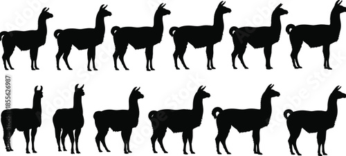 Vector set of black llama and alpaca silhouettes in various poses isolated on white background for farm animal graphic design