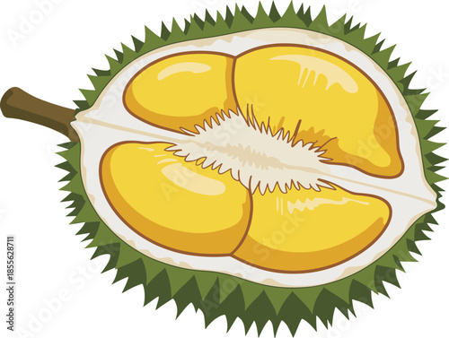 Cross-section of a ripe durian fruit with yellow flesh and green spiky rind tropical exotic