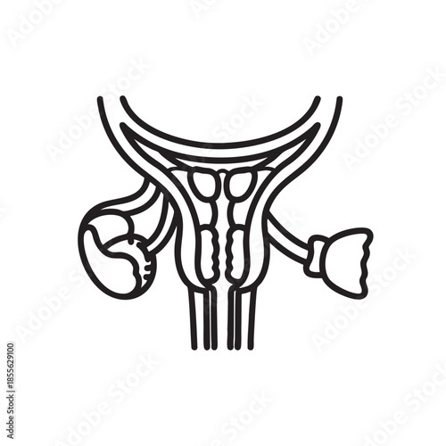 Simplified anatomical illustration of human urinary system