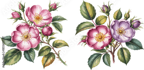 Beautiful Pink and Purple Wild Rose Bouquet Vector Set With Green Leaves for Floral Designs