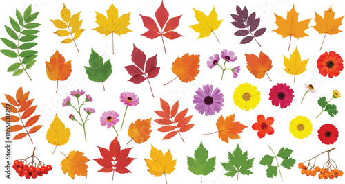 Colorful illustration of various autumn leaves and flowers