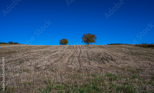 Minimalist rural landscape with two trees standing on the horizon of a harvested field under a deep blue, cloudless sky. Strong horizontal lines and wide copy space create a calm, open atmosphere.