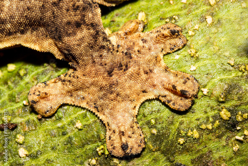 Foot of the Turnip-tailed Gecko
