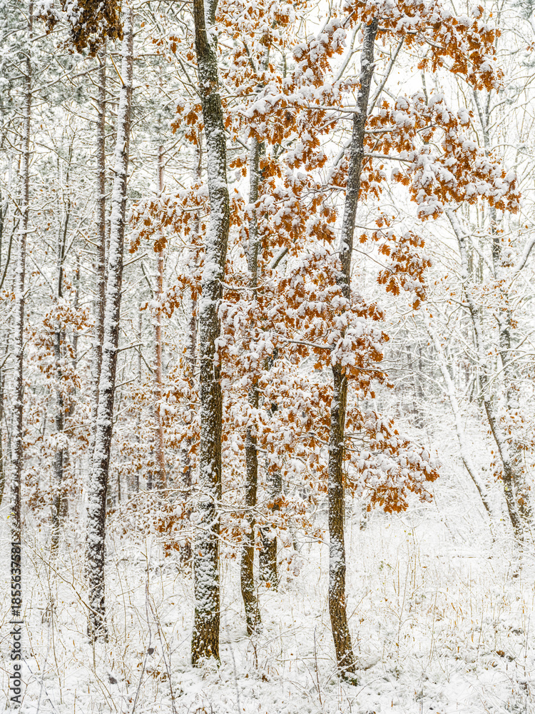 Fototapeta premium winter forest, white forest flor covered with snow