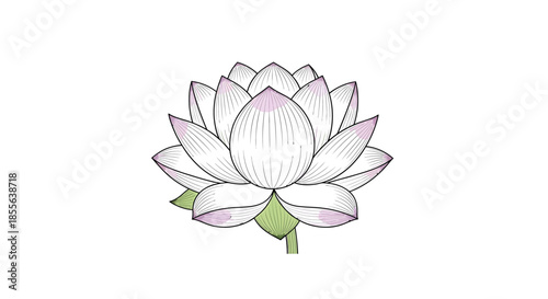 A delicate white lotus flower with pink-tinted petals and green leaves, symbolizing purity and enlightenment