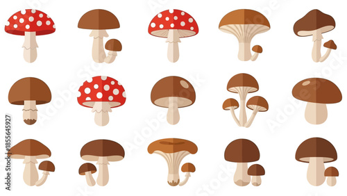 Collection of assorted mushrooms in a grid pattern on a white background