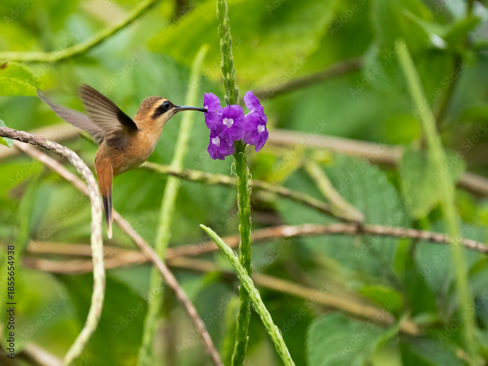 Fototapeta premium Streifenkehl-Schattenkolibri (Phaethornis striigularis)