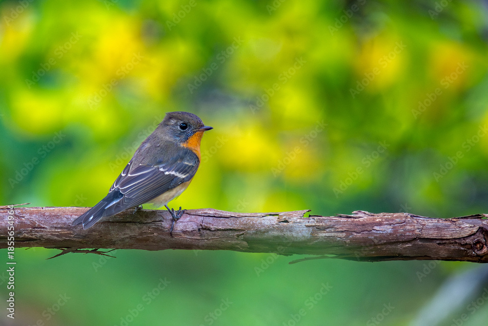 Fototapeta premium 秋のムギマキ