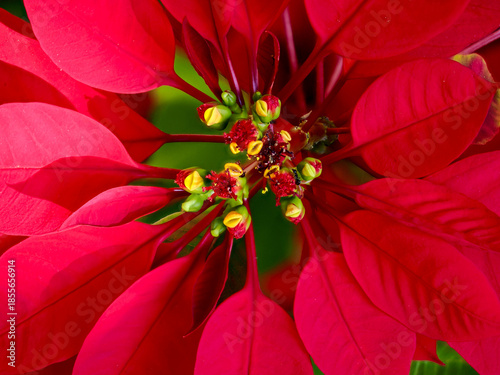 Poinsettia  at the local garden center.