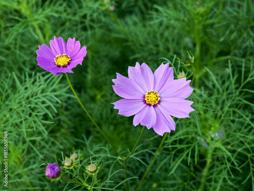 Purple cosmos flower blooming at the garden in spring time.