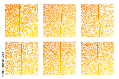 Leaf vein cell skeleton texture abstract background set with close up plant leaf cells structure pattern vector illustration. Macro orange leaf vein skeleton organic lattice natural foliage texture.