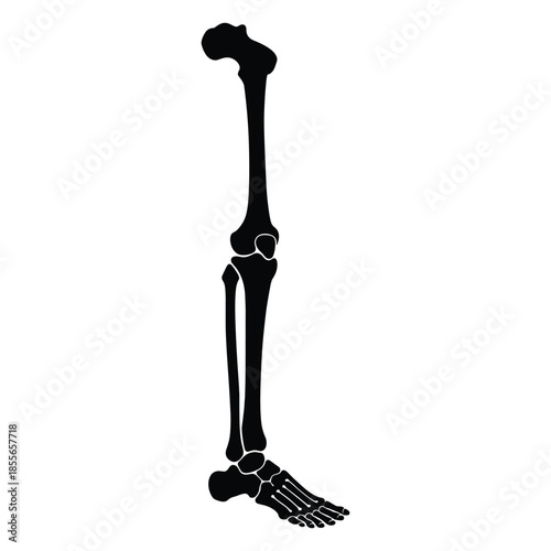 Silhouette of lower leg and foot bones