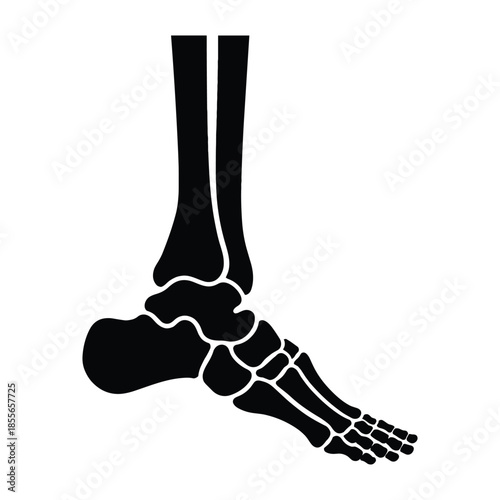 Silhouette of human foot skeleton