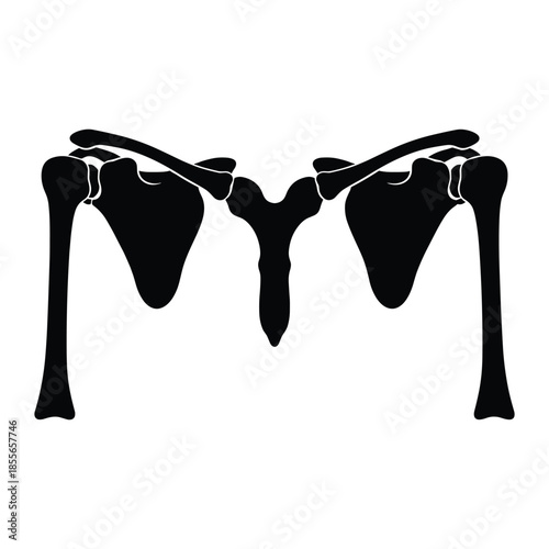 Silhouette of human shoulder bones anatomy