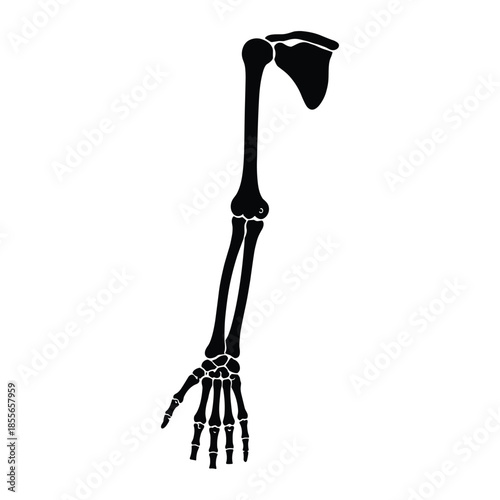 Silhouette of human arm skeleton anatomy