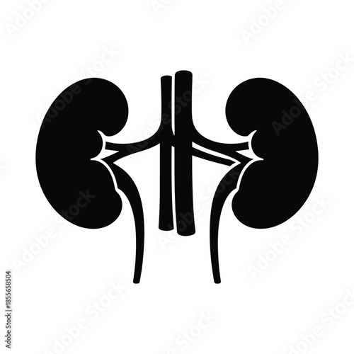 Silhouette of human kidneys and ureters