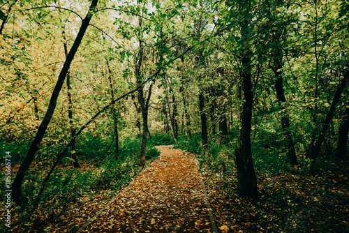 Canvas Print Autumn forest on a cloudy day