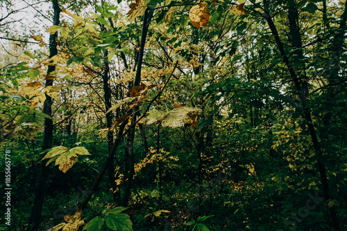 Autumn forest on a cloudy day