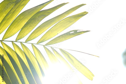 Bright Green Palm Frond Detail with a Strong Sun Flare against a High-Key White Background: Tropical image providing ample copy space, ideal for summer, vacation, or minimalist design themes