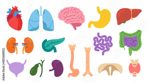  illustrations depicting various human organs, including the heart, lungs, brain, stomach, liver, kidneys, pancreas, intestines, and more, presented against a white background.