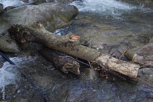Fallen tree trunk lying across a tropical river.