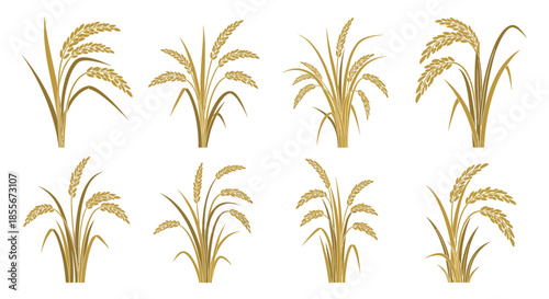 Set of simple vector illustrations depicting various rice or wheat stalks blowing in the wind on a white background.