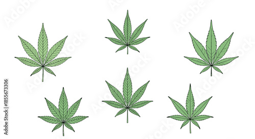 Group of green cannabis leaves with detailed veins arranged symmetrically for medical or herbal themed designs.