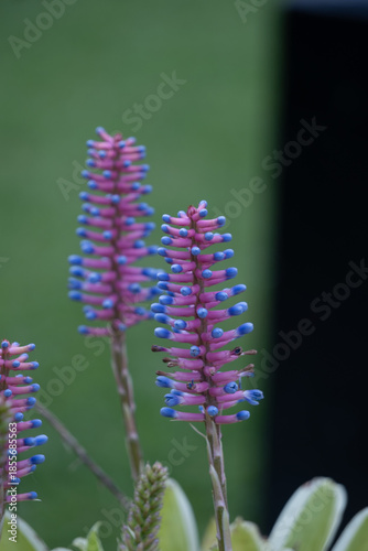 Close-up shot of a vibrant Matchstick Bromeliad plant with pink and blue flowers against a blurred green background.