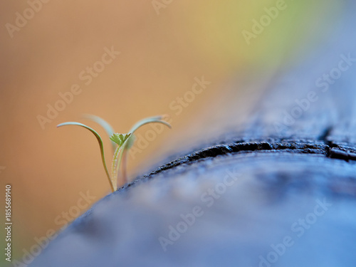 Sprout of a small plant born among the wood.