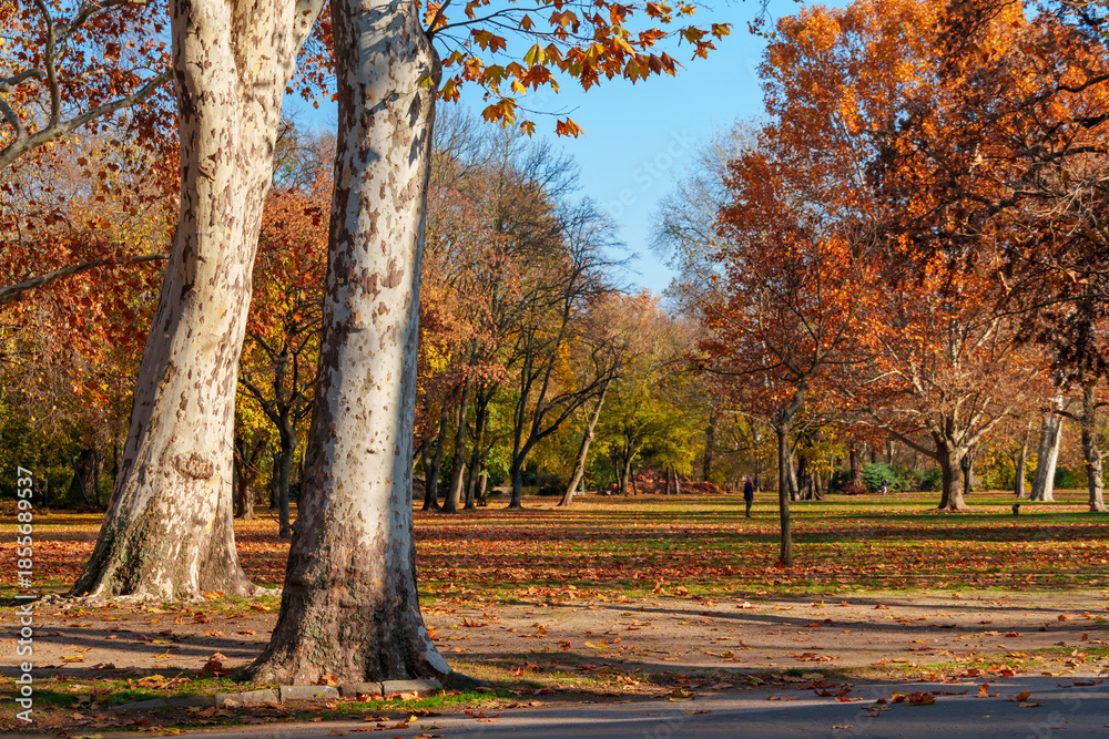 Obraz premium city park on a bright autumn day, sunlight and shadows on a glade with green grass, yellow and golden autumn leaves on the trees as background, beautiful nature