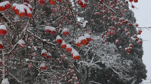 雪が降り積もる柿の実