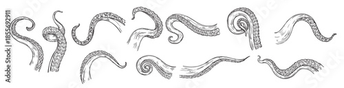 octopus tentacles engraving hand drawn tentacle