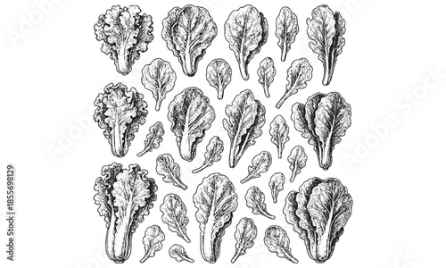 Vintage Bok Choy Pak Choi Leafy Greens Botanical Illustration Set