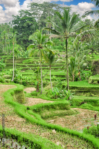 typical landscape of rice terraces near Ubud, Bali, Indonesia