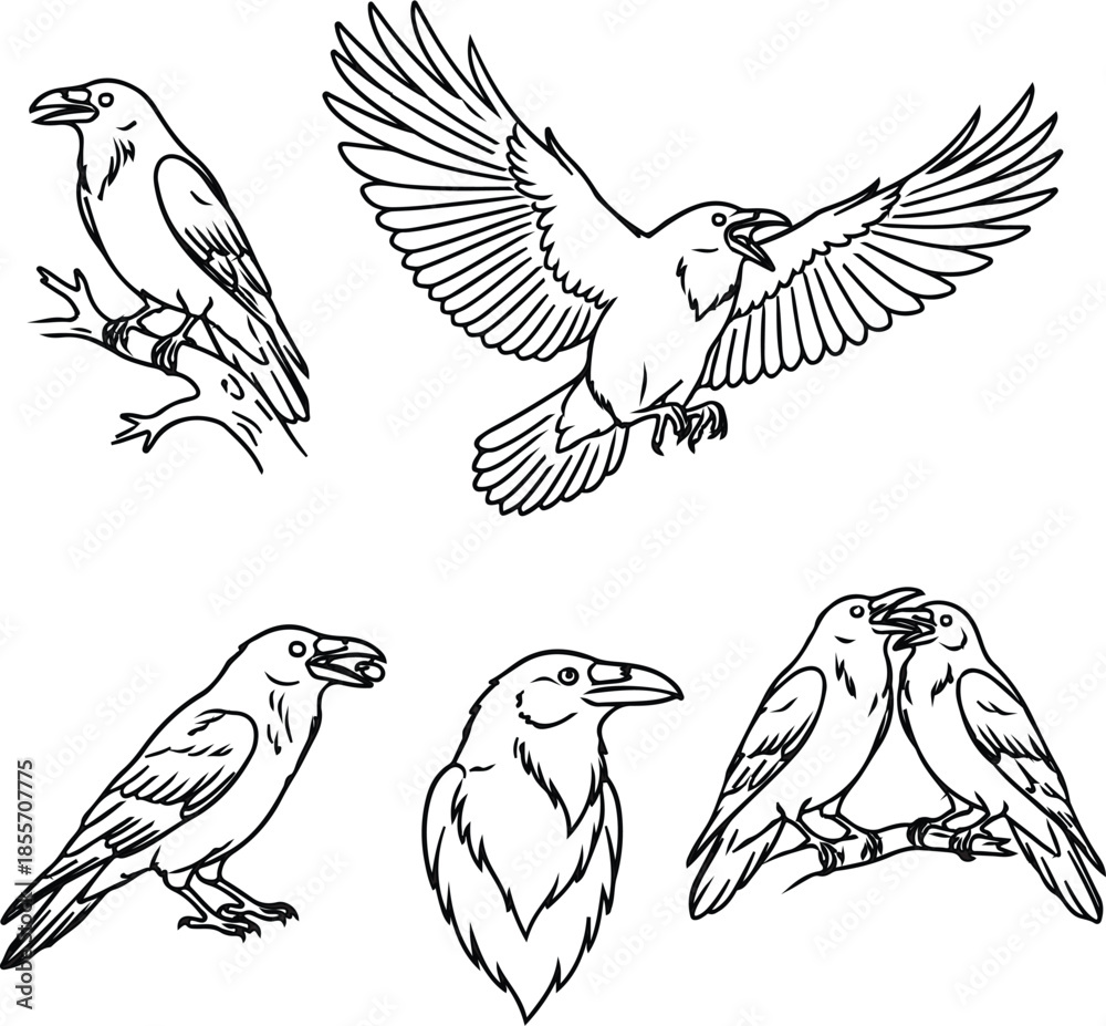 Obraz premium A collection of detailed line art drawings showcasing ravens in different poses and actions