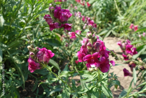 Bright crimson flowers of Antirrhinum majus in July