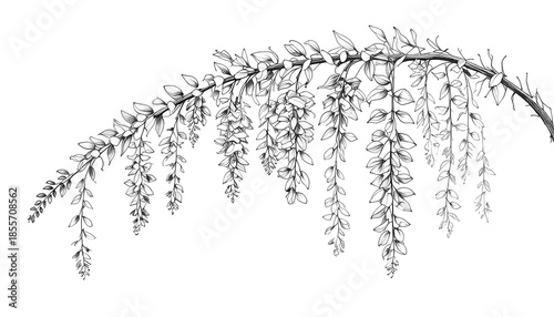 Black and White Wisteria Branch Illustration Botanical Ink Line Art