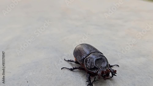 A dark brown rhinoceros beetle crawling on a light gray concrete surface outdoors. Natural footage of an animal in motion video