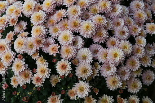 Background of beautiful pink chrysanthemum flowers.
