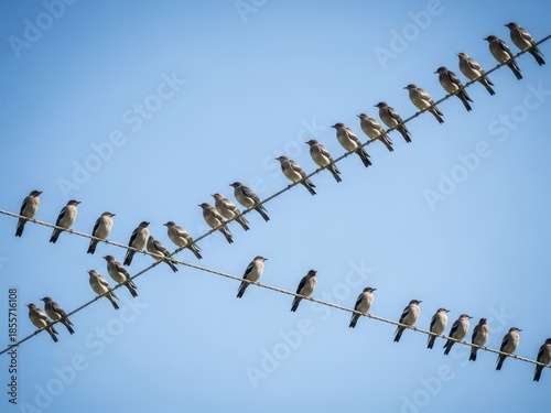 Many birds sitting on two parallel power lines against blue sky