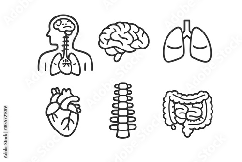 Human Body Organs Icons