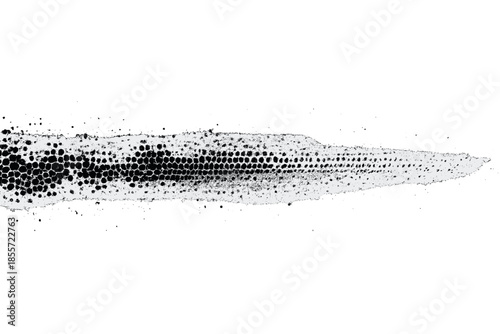 Microscopic view of plant tissue cross-section