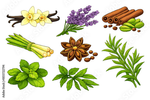 Collection of aromatic herbs and spices