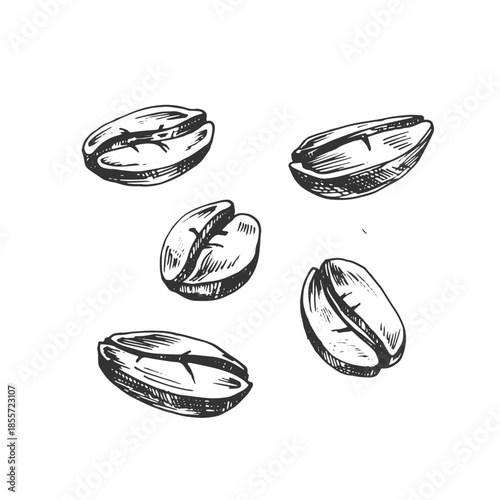 Coffee beans vector illustrations, hand-drawn in ink. Line art coffee beans. Design objects isolated on white background.