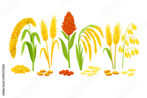 Grains and Cereals Variety Display