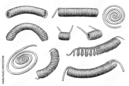 Collection of springs with different shapes and sizes